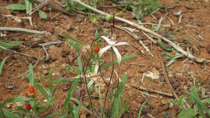 Caladenia - Orchid-spider-4-Sep-2018p0001.JPG